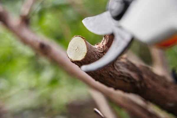 Tijera de poda a batería ASA 20 - Stihl - STIHL